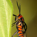 Wasp Moth