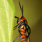 Wasp Moth