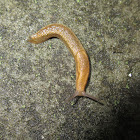 slug