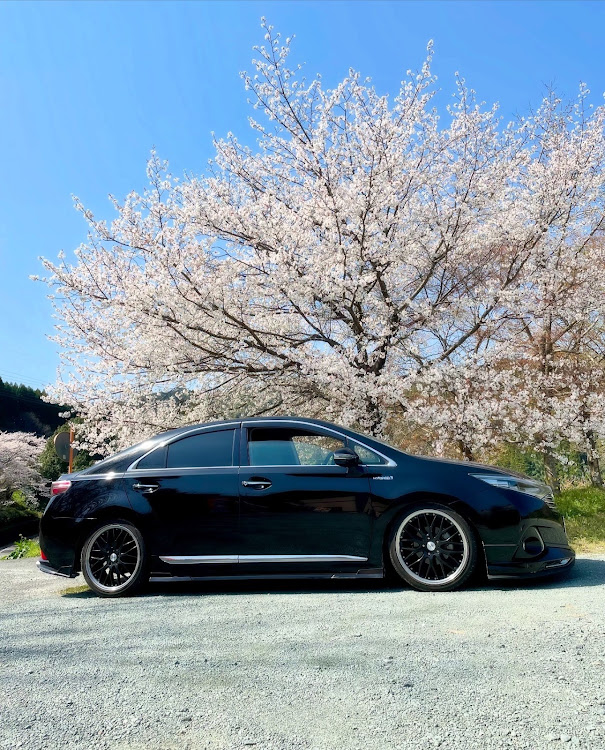 SAIの桜と愛車・桜コラボ・SAI・ドライブに関するカスタム事例の投稿画像2枚目