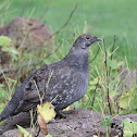 Sooty Grouse