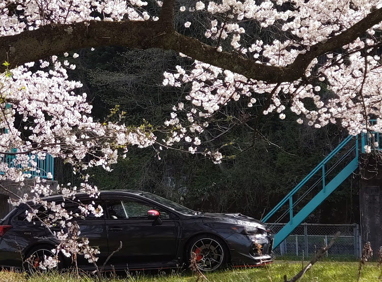 レヴォーグのサクラと愛車・富山・レヴォーグ・桜・いい天気ですねに関するカスタム事例の投稿画像8枚目