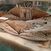 Speckled Swimming Crab