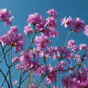 Hibiscus flower branches