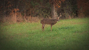 Midwest Whitetail thumbnail