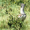 Kori bustard