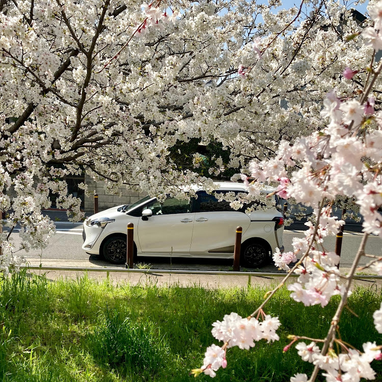 シエンタの桜とコラボ・サクラと愛車に関するカスタム事例の投稿画像2枚目