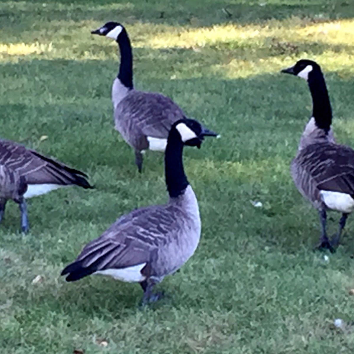 Canada Geese