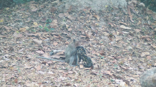 Monkey Morning in Cambodia 2016