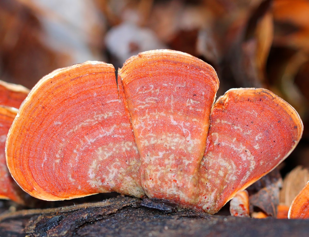 False Turkey Tail