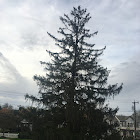 Eastern white pine