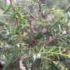 hemlock woolly adelgid