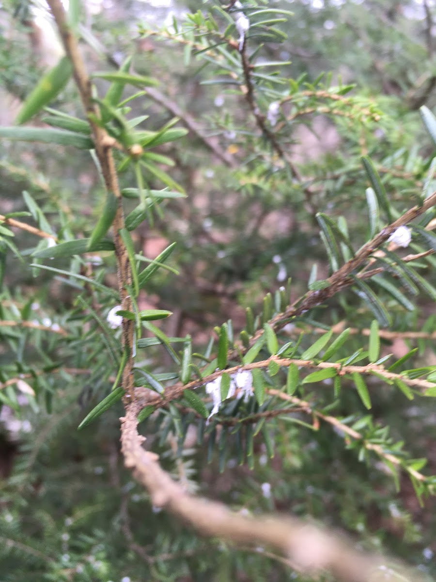 hemlock woolly adelgid