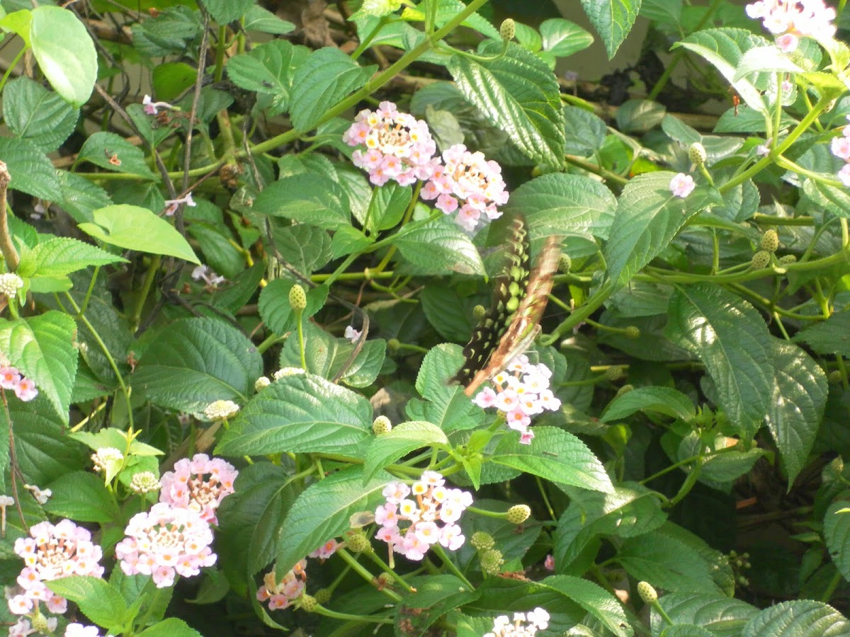 Tailed Jay