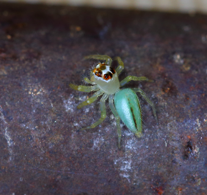 green  jumping spider