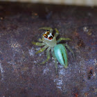 green  jumping spider