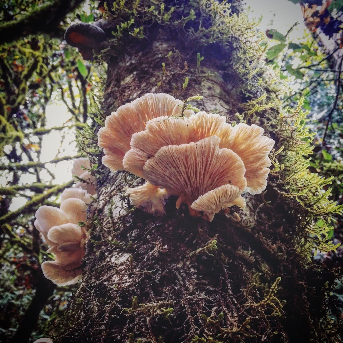 Oyster Mushroom