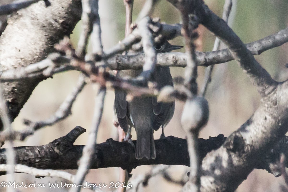 Blackcap; Curruca Capirotada