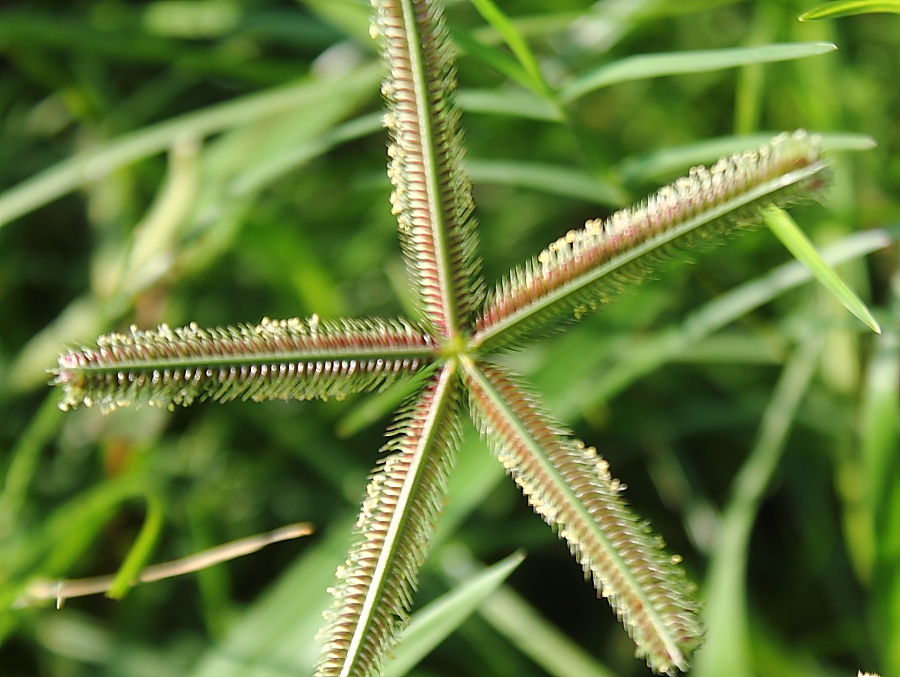 Indian goosegrass