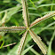 Indian goosegrass