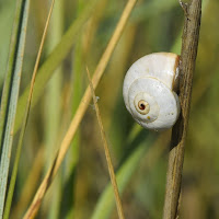 La conchiglia di elenaro