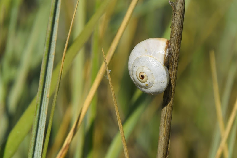 La conchiglia di elenaro