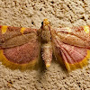 Golden triangle moth