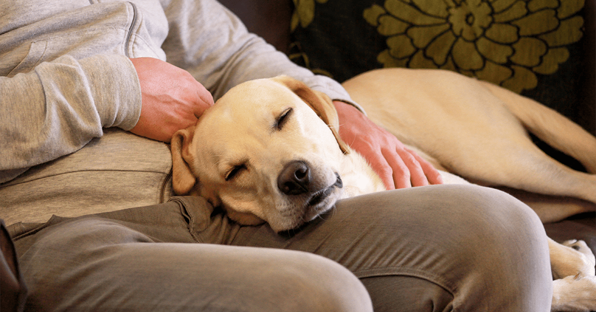 yellow lab asleep in owners lap