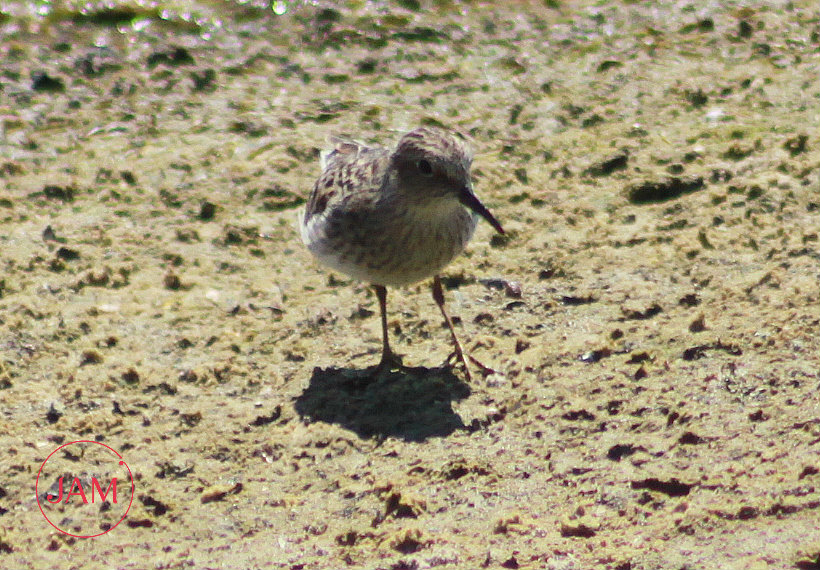 Least Sandpiper