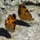 Pearl Crescent