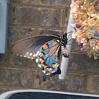 Pipevine Swallowtail