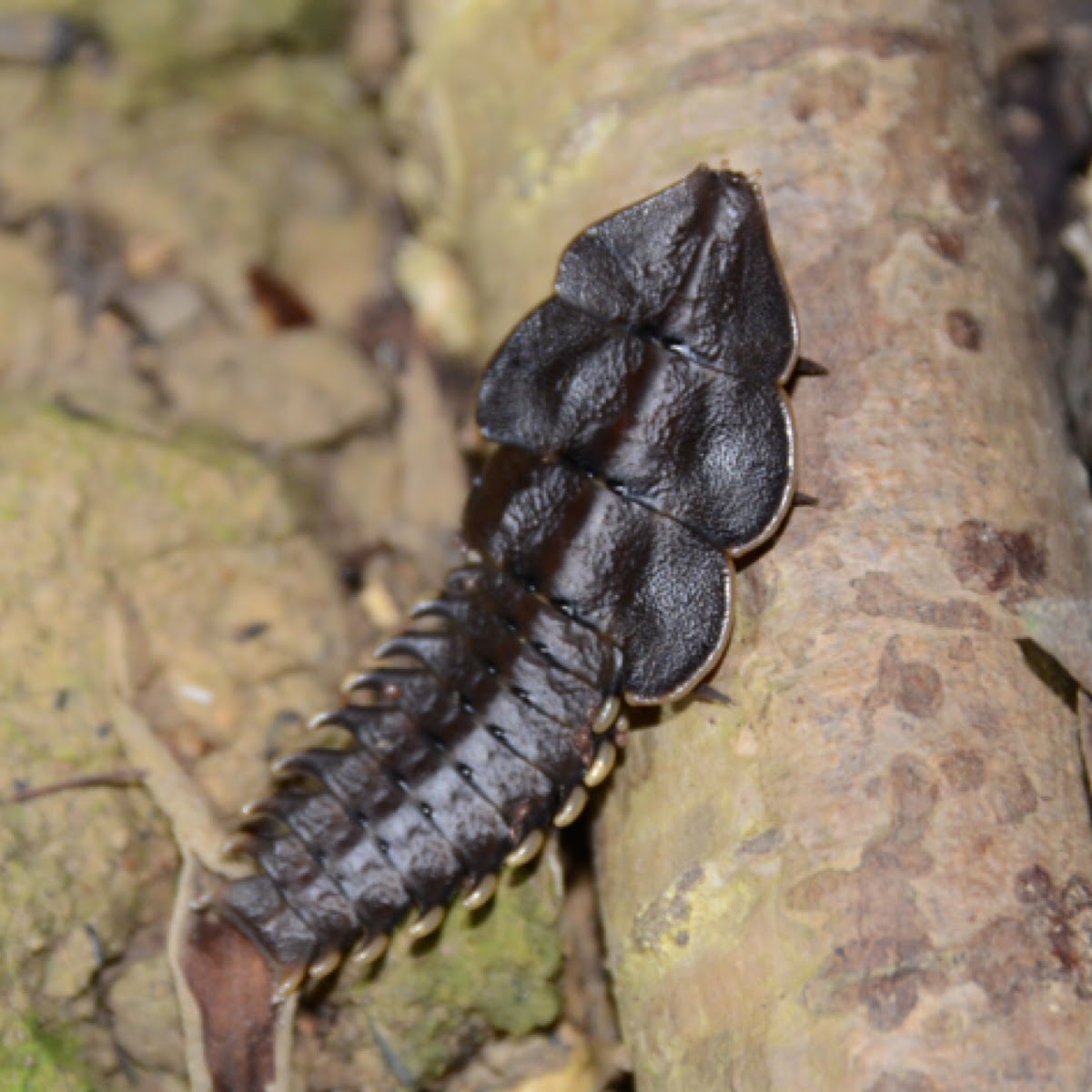 Trilobite Beetle