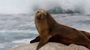 The Sea Lion King thumbnail