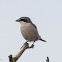 Southern Grey Shrike