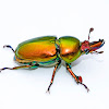 Male Golden Stag Beetle