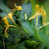 Japanese Honeysuckle