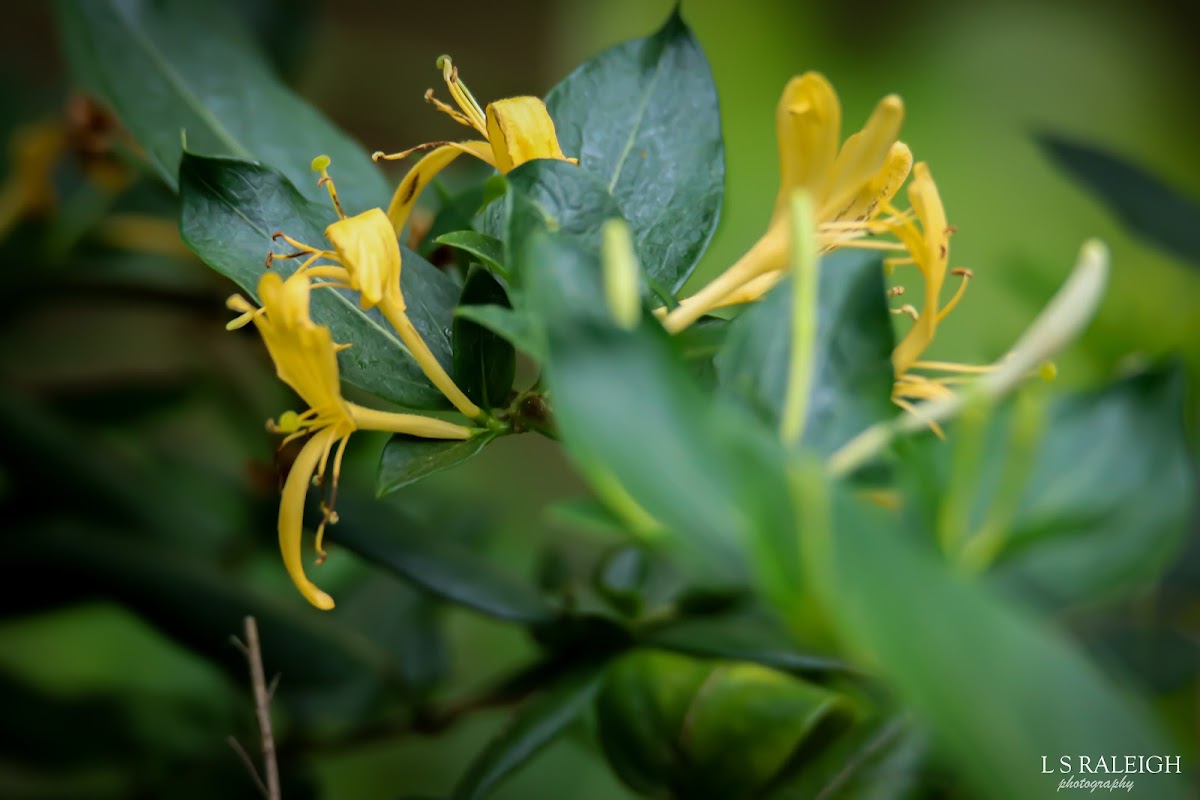 Japanese Honeysuckle