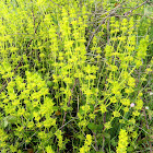 Crosswort