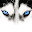 Husky dog Blue eyes 2560x1440