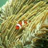 Ocellaris Clownfish