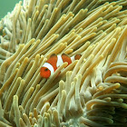 Ocellaris Clownfish