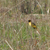 Orchard Oriole