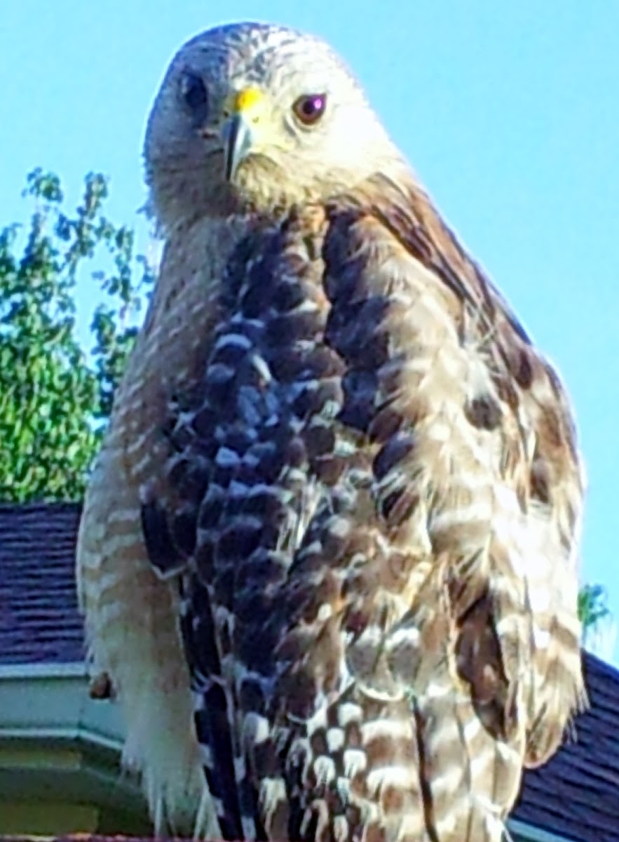 Red Shouldered Hawk