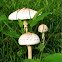 Parasol mushroom