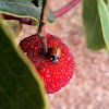 Spotless ladybug