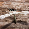 Plume Moth