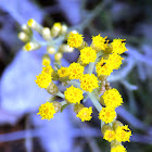 Curry plant