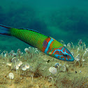 Ornate wrasse