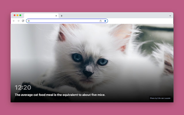 Cat facts chrome extension