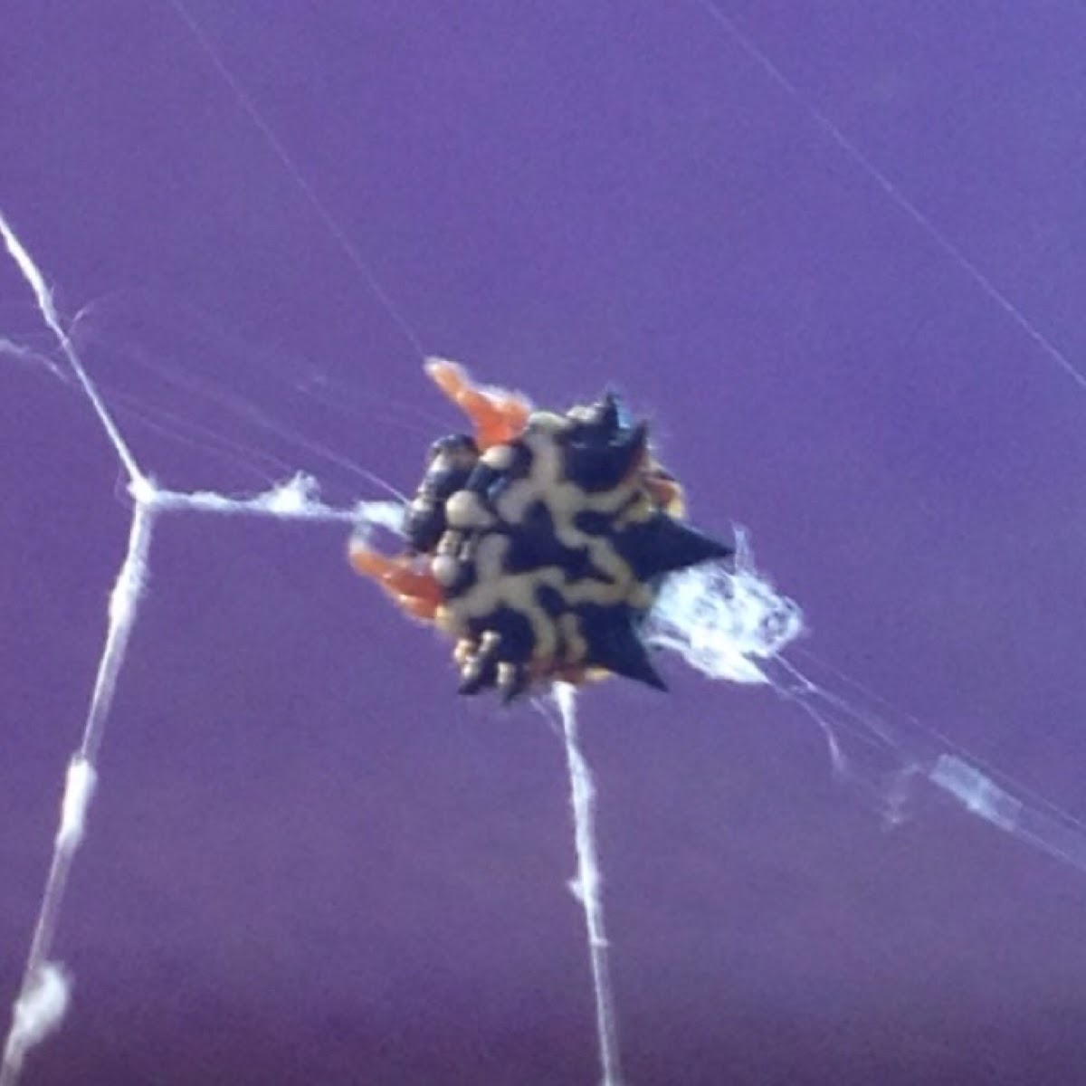 Jewel Spider